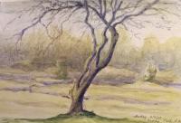 Early Spring Tree - Caddy Park 